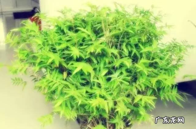 红尘风水大师简历 黄竹风水简历