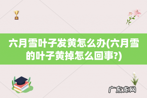 六月雪的叶子黄掉怎么回事? 六月雪叶子发黄怎么办