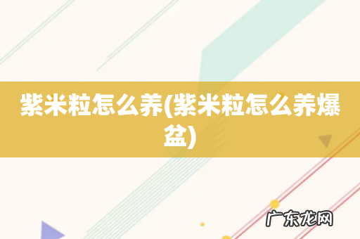 紫米粒怎么养爆盆 紫米粒怎么养
