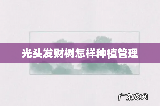 光头发财树怎样种植管理