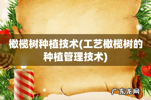 工艺橄榄树的种植管理技术 橄榄树种植技术