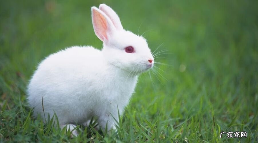 家有自来龟可好 自来龟风水预兆