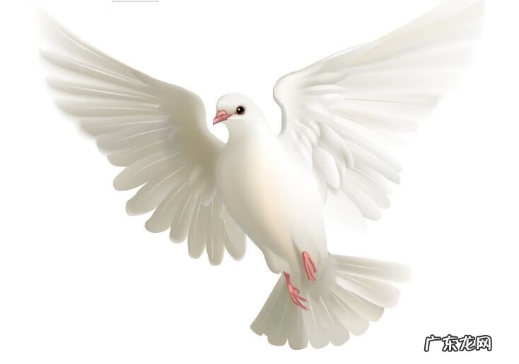 家有自来龟可好 自来龟风水预兆