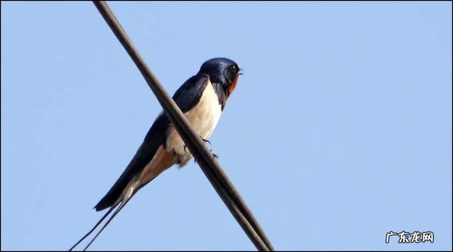 家有自来龟可好 自来龟风水预兆