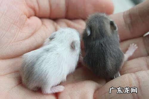 家有自来龟可好 自来龟风水预兆