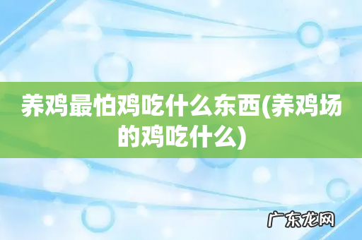 养鸡场的鸡吃什么 养鸡最怕鸡吃什么东西