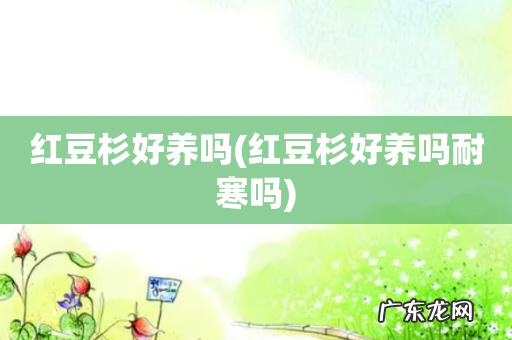 红豆杉好养吗耐寒吗 红豆杉好养吗