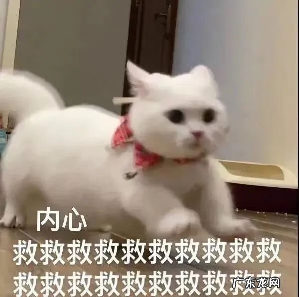 猫到坟上的风水 车底有猫风水