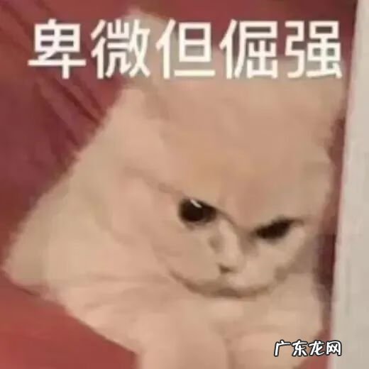 猫到坟上的风水 车底有猫风水