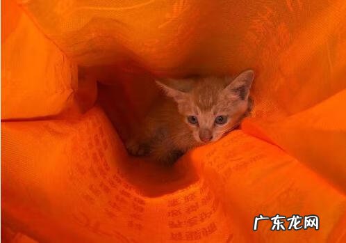 猫到坟上的风水 车底有猫风水
