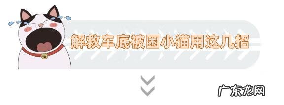 猫到坟上的风水 车底有猫风水