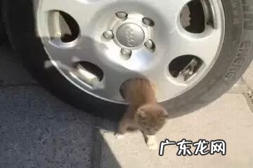 猫到坟上的风水 车底有猫风水