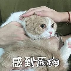 猫到坟上的风水 车底有猫风水