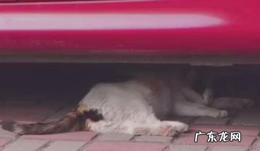 猫到坟上的风水 车底有猫风水