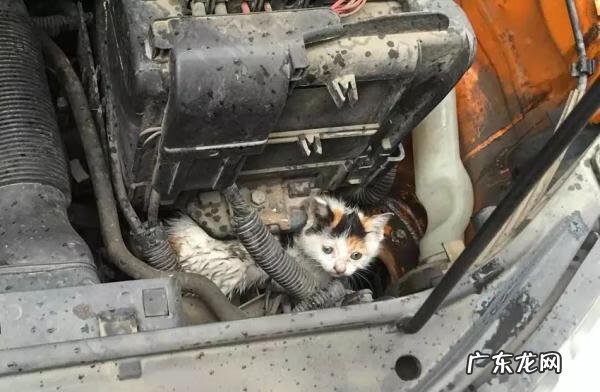 猫到坟上的风水 车底有猫风水