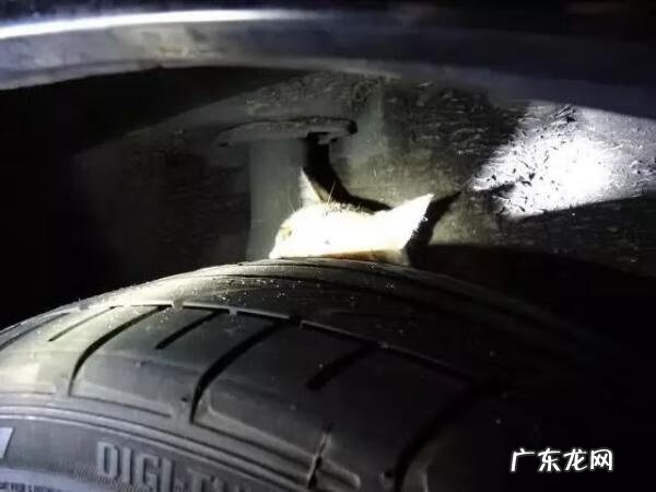 猫到坟上的风水 车底有猫风水