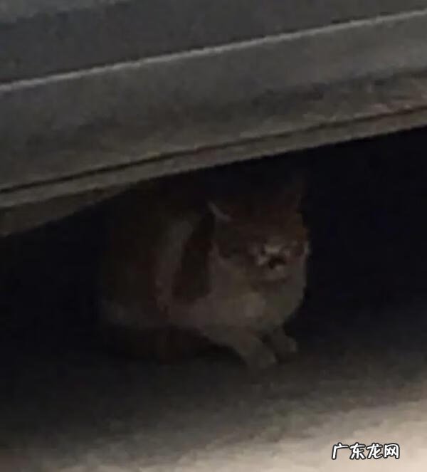 猫到坟上的风水 车底有猫风水