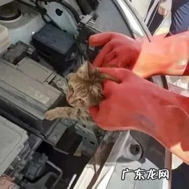 猫到坟上的风水 车底有猫风水