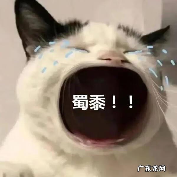 猫到坟上的风水 车底有猫风水