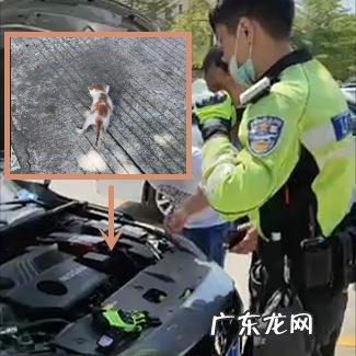 猫到坟上的风水 车底有猫风水