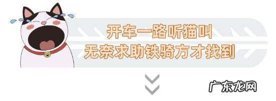 猫到坟上的风水 车底有猫风水