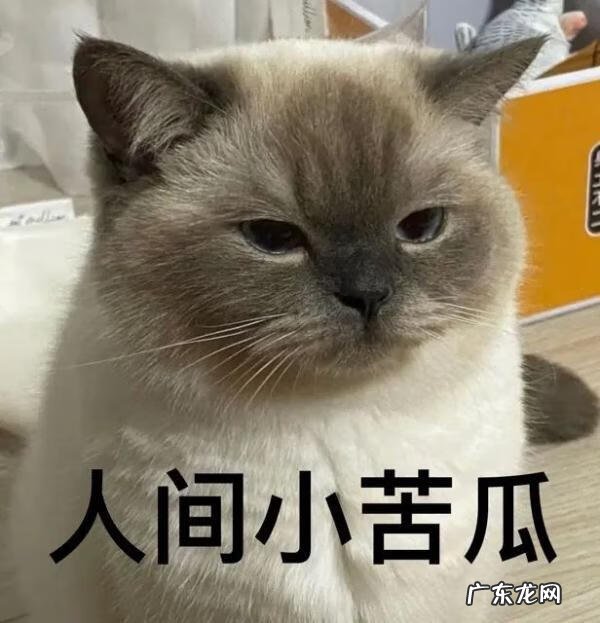猫到坟上的风水 车底有猫风水