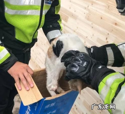 猫到坟上的风水 车底有猫风水