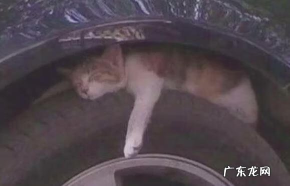 猫到坟上的风水 车底有猫风水