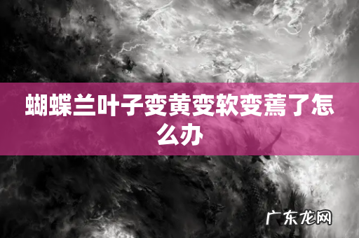蝴蝶兰叶子变黄变软变蔫了怎么办