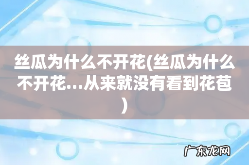 丝瓜为什么不开花…从来就没有看到花苞 丝瓜为什么不开花