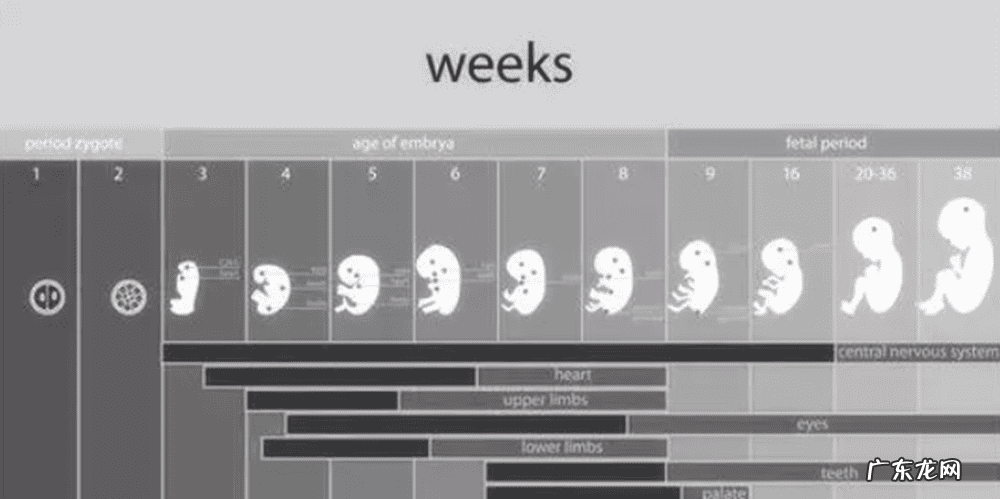 12岁女孩产子 孩子的孩子叫什么