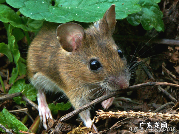 红布包东西有什么讲究 红布是什么材质的