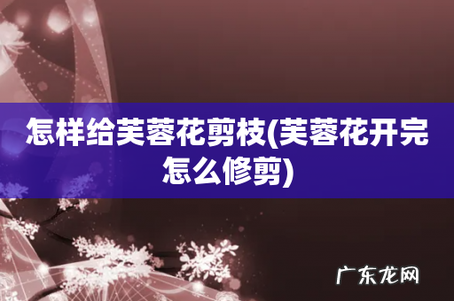 芙蓉花开完怎么修剪 怎样给芙蓉花剪枝