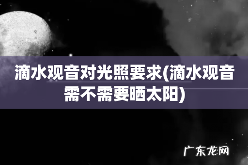 滴水观音需不需要晒太阳 滴水观音对光照要求