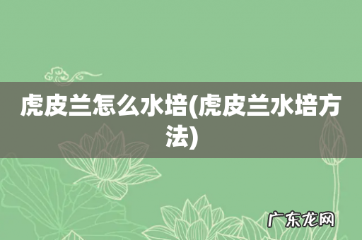 虎皮兰水培方法 虎皮兰怎么水培