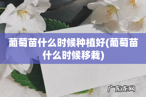 葡萄苗什么时候移栽 葡萄苗什么时候种植好