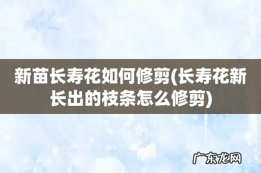 长寿花新长出的枝条怎么修剪 新苗长寿花如何修剪