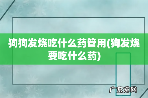 狗发烧要吃什么药 狗狗发烧吃什么药管用