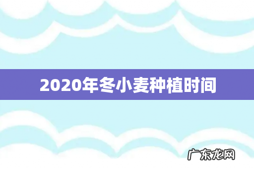 2020年冬小麦种植时间