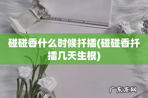 碰碰香扦插几天生根 碰碰香什么时候扦插