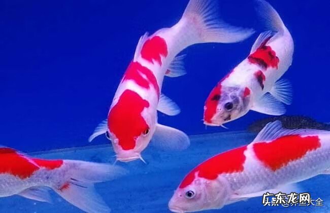 养锦鲤鱼13条旺财吗 养锦鲤风水让你财运有余