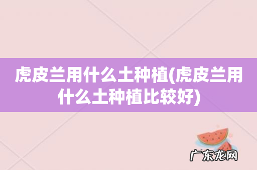 虎皮兰用什么土种植比较好 虎皮兰用什么土种植