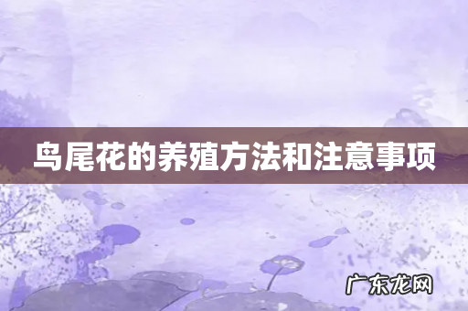 鸟尾花的养殖方法和注意事项