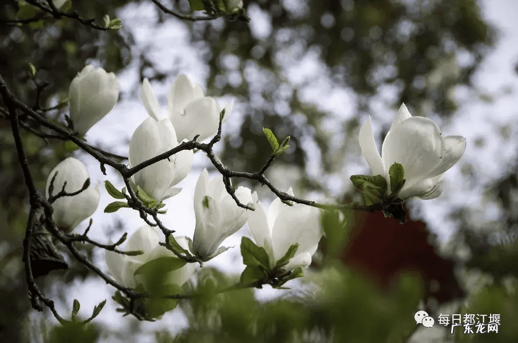 中国的古塔一般几层 古塔的层数