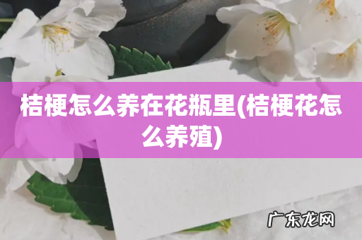 桔梗花怎么养殖 桔梗怎么养在花瓶里