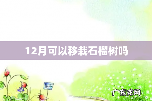 12月可以移栽石榴树吗