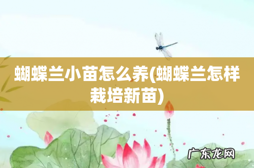 蝴蝶兰怎样栽培新苗 蝴蝶兰小苗怎么养