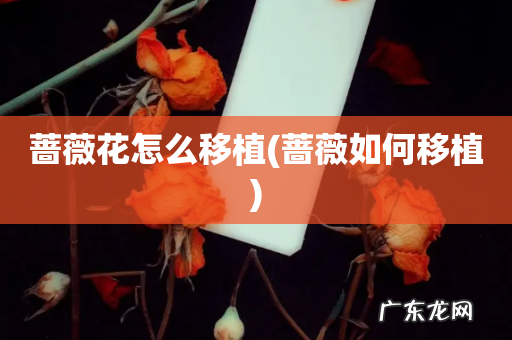 蔷薇如何移植 蔷薇花怎么移植