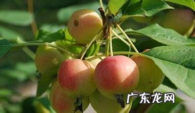 所有的海棠果都能吃吗 海棠果能吃吗它有什么营养