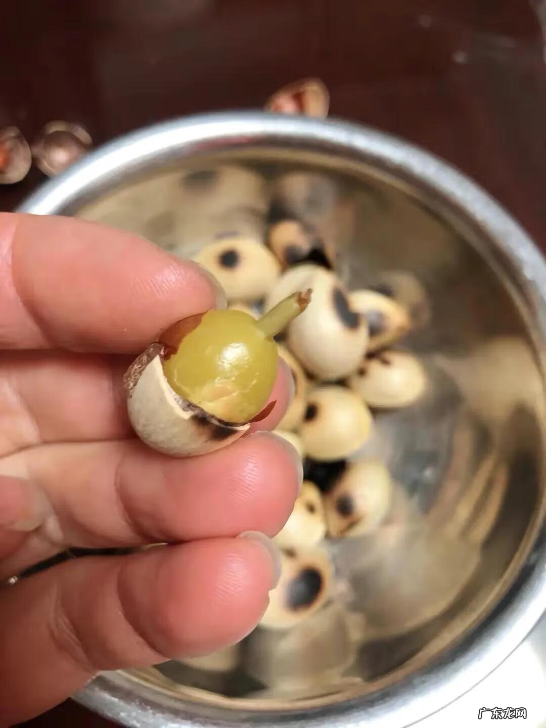 白果的功效与作用害处 白果的功效与作用禁忌